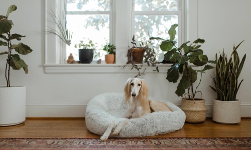Local Vet Offices Cover Image